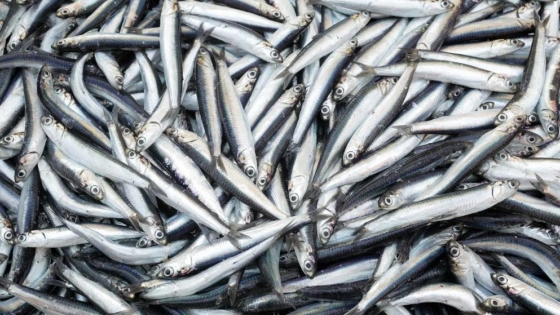 Chubut: Puerto Rawson alcanzó el récord de captura de anchoíta con una cifra histórica