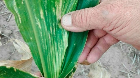 Aplicaron herbicidas sin receta y dañaron cultivos y arboledas de vecinos: la provincia los investiga