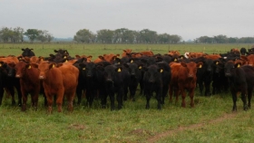Cómo mejorar la eficiencia de la cría al feedlot