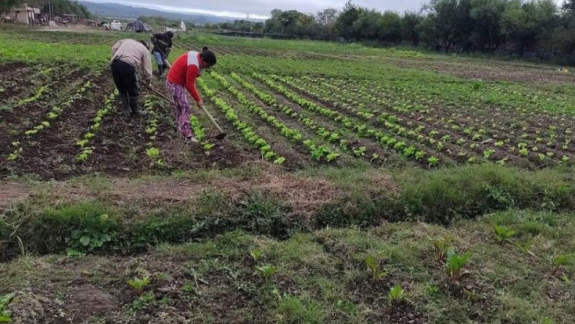Más de 4 mil pequeños productores agropecuarios se asociaron bajo la figura del cooperativismo