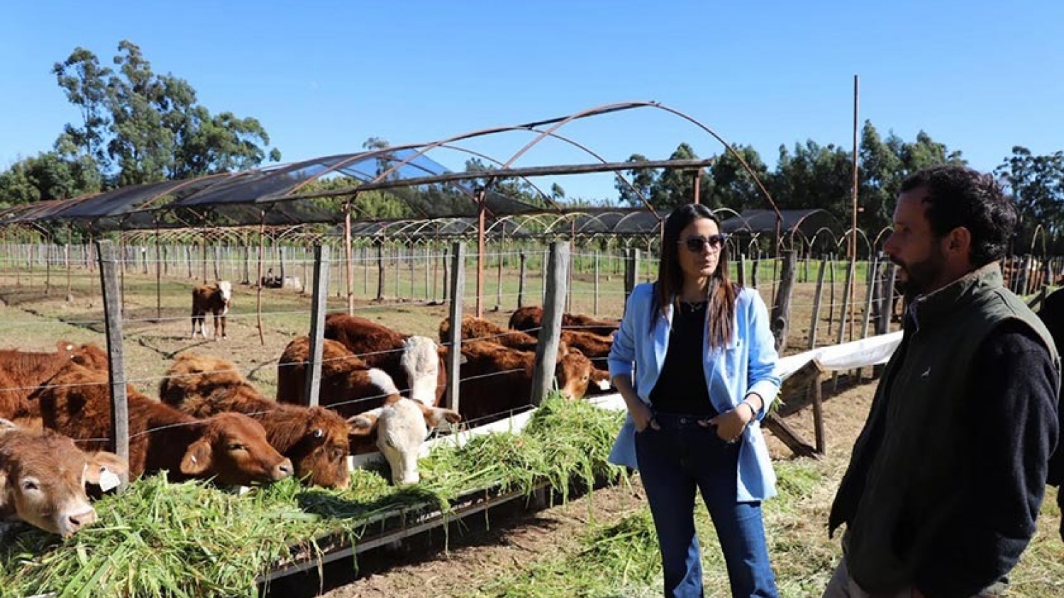 Reconversión productiva en Bella Vista: impulso ganadero y forraje