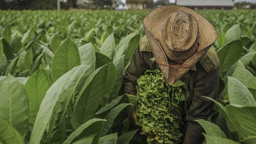 Se encuentran en proceso de pago $100.000.000 de «Caja Verde» para el sector tabacalero