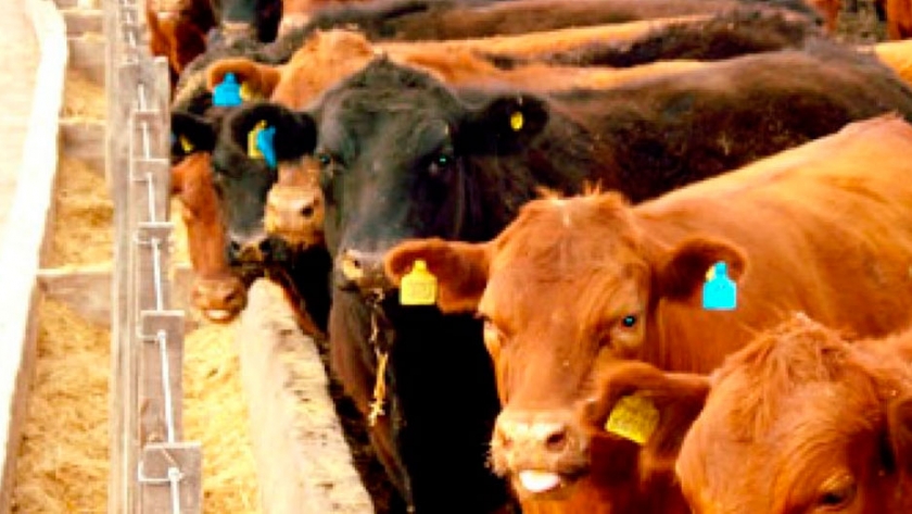 Cuál es la ganancia de peso según el procesado del grano en el feedlot