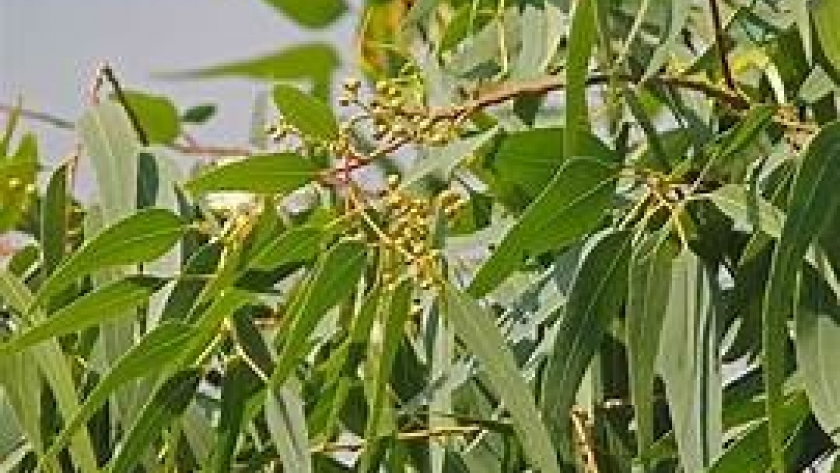 Con el foco en eucaliptos, Pomera duplicó la capacidad de su vivero incrementando la producción anual a 6 millones de plantines
