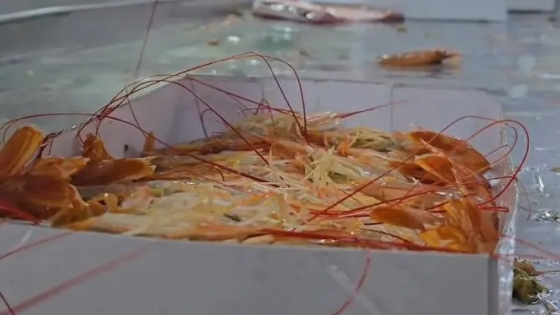 Nueva reunión de la Comisión de seguimiento de langostino: Importancia del Golfo San Jorge en el inicio de ciclo evolutivo. Biomasa estable