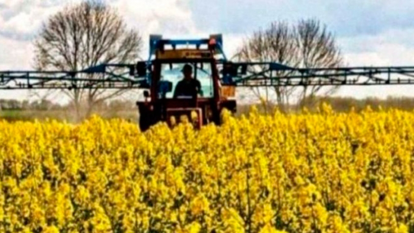 Raros cultivos nuevos: De la mano de Nuseed, la Carinata comienza a levantar vuelo