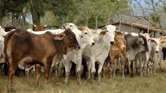 Análisis del sector ganadero: perspectivas de faena y cambios en la clasificación de animales