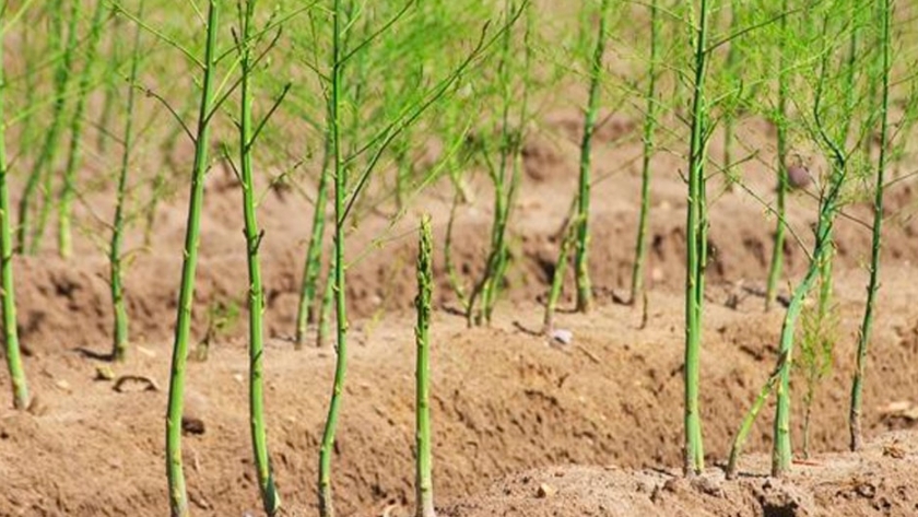 El Cultivo del Espárrago