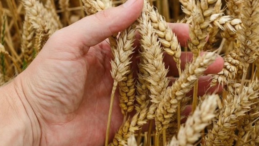 Selección de genotipos de trigo utilizando marcadores moleculares para resistencia a enfermedades y buena calidad