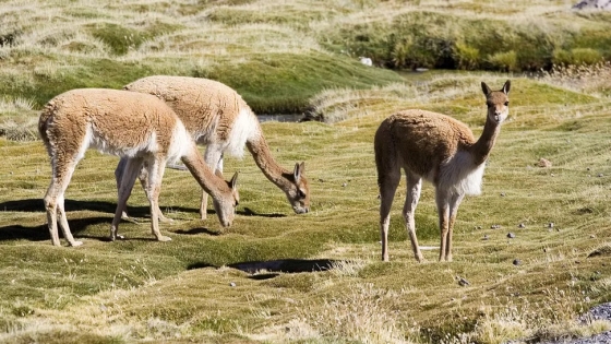 Salta refuerza el monitoreo de vicuñas para impulsar su manejo sustentable en la Puna