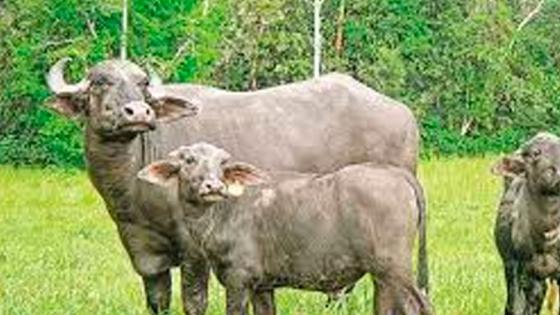 Leche de búfala: razas y principales países productores