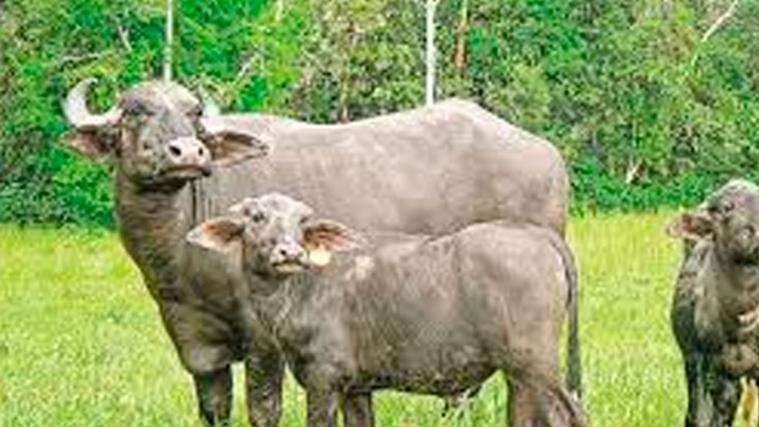 Leche de búfala: razas y principales países productores
