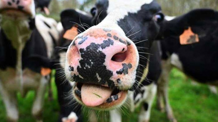 "Inodoros para vacas": en Holanda apuntan a cortar las emisiones