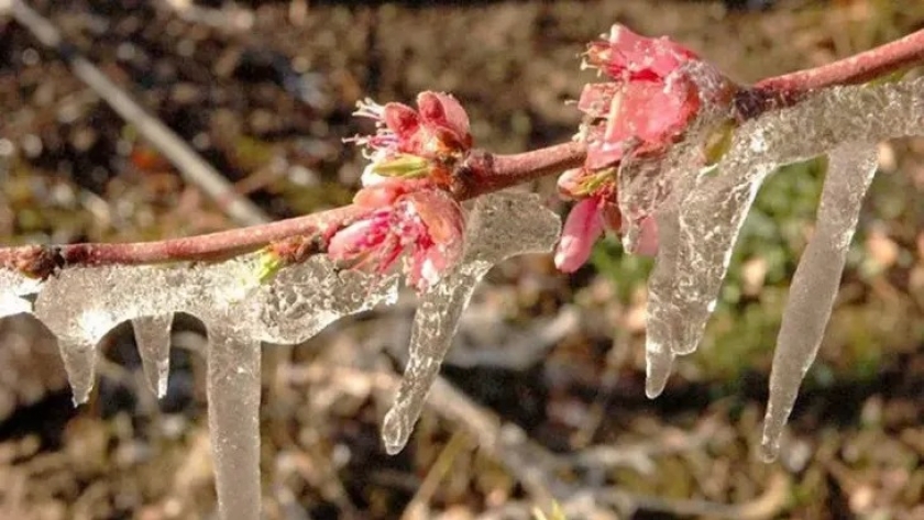 Mínimas de -2ºC y con daños en algunos sectores