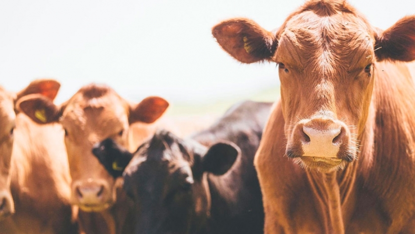 Ganado: una dieta a base de algas para reducir los gases