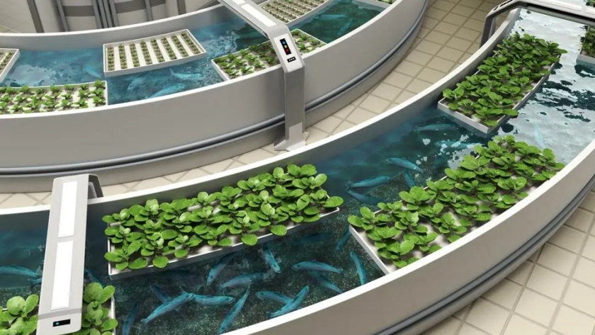 The aquaponics revolution: merging fish and plants for sustainability