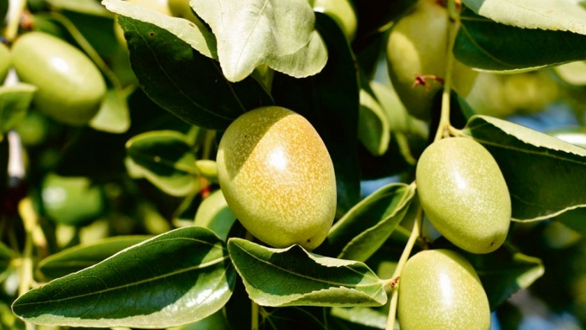 Jojoba: de La Rioja al mundo