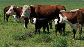 Los ganaderos CREA apuntan a lograr más terneros y entorar más vientres