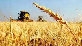 Caerán 16% las exportaciones de trigo