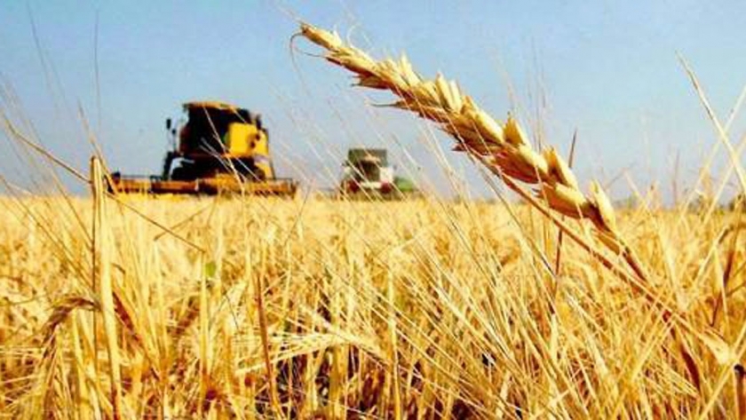 Caerán 16% las exportaciones de trigo
