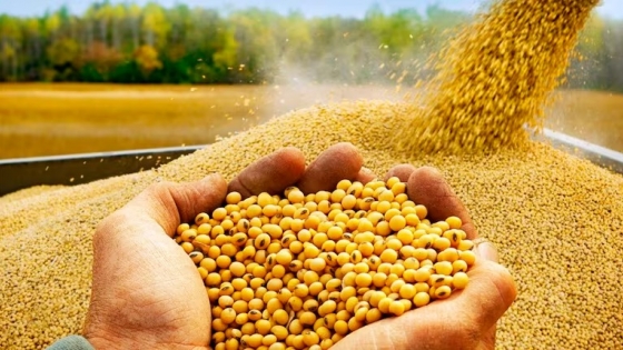 La soja sube $2000 por tonelada en el mercado argentino