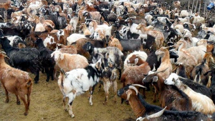 En San Luis, descubren una maleza tóxica que afecta al ganado caprino