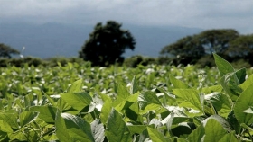 Santa Fe: las lluvias mejoraron las perspectivas de siembra de soja