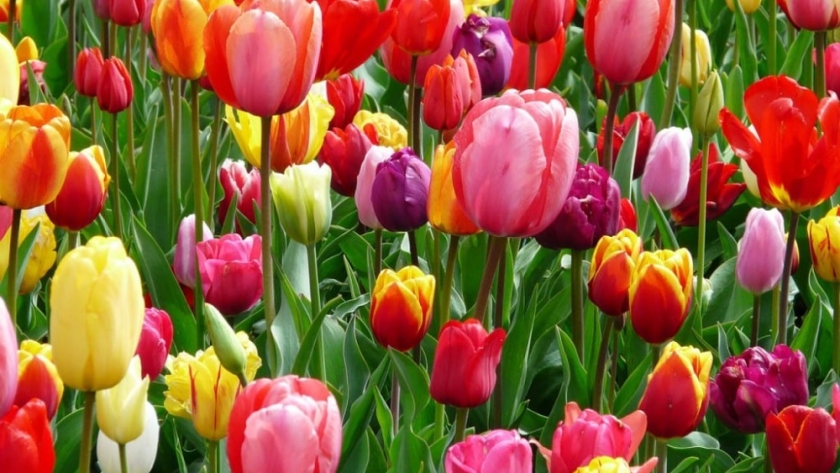 Productor plantó un millar de bulbos de tulipanes en 25 de Mayo