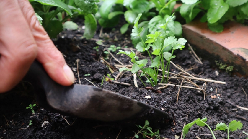 Cómo cuidar a la huerta urbana del calor del verano