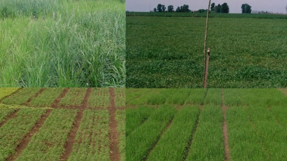 Pasturas perennes, verdeos y cultivos de cobertura: pilares clave para la ganadería en Argentina