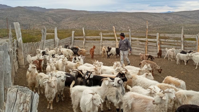 Destacan la importancia de las ventas conjuntas para familias de la agricultura familiar