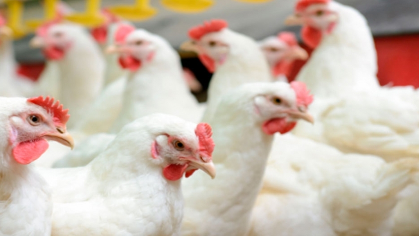 El consumo de proteína animal crecerá 70% al 2050