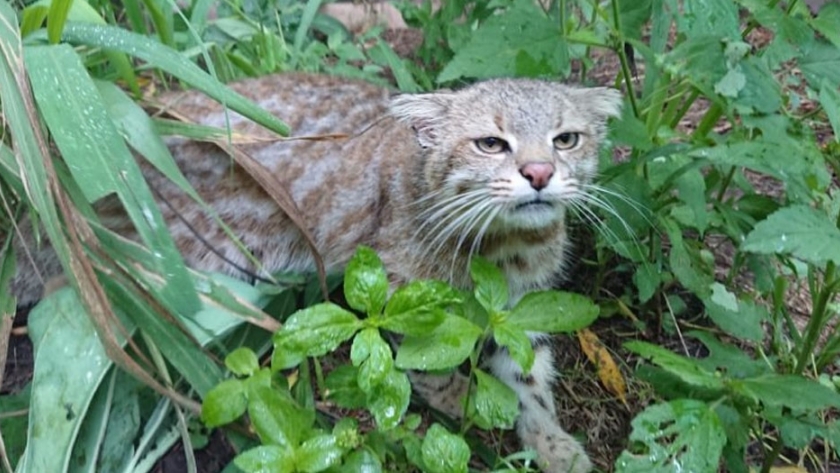 Permanente trabajo de rescate, recuperación y rehabilitación de animales 