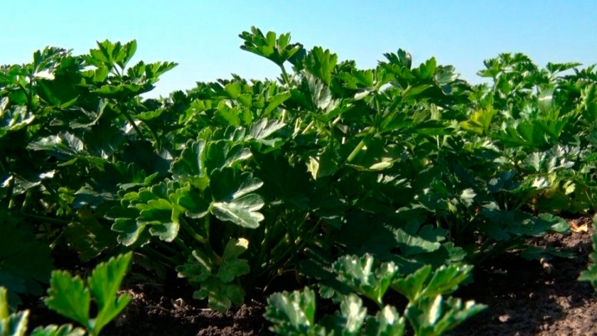Cultivo de perejil: producción alternativa en Entre Ríos