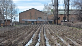 Quieren ampliar la matriz productiva de Malargüe con plantación de álamos