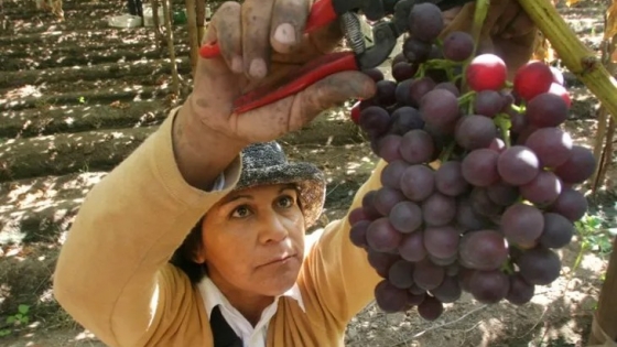 Se proyecta un aumento en la producción mundial de uva de mesa