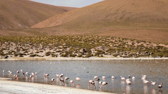 Ruta al desierto: el viaje de Jujuy a Atacama en auto