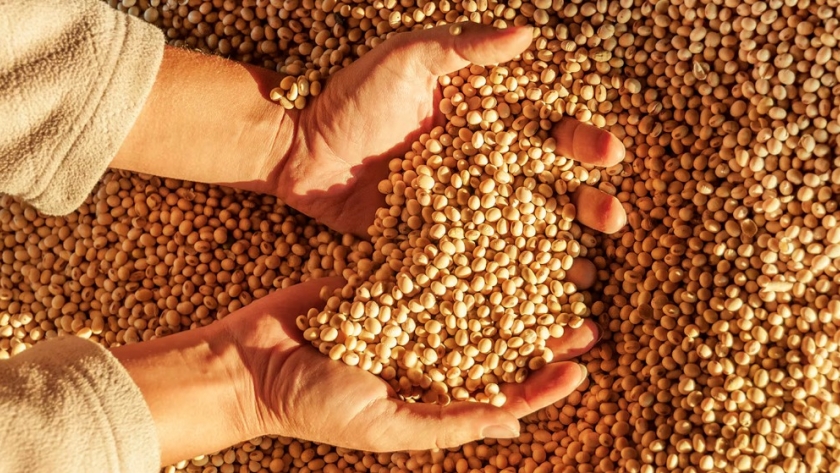 La crisis en la industria porcina de China afecta a las cotizaciones de soja