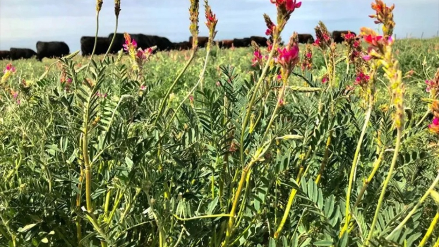 El INTA evalúa el potencial del sainfoin para diversificar las pasturas y mejorar la ganadería en el norte de la Patagonia