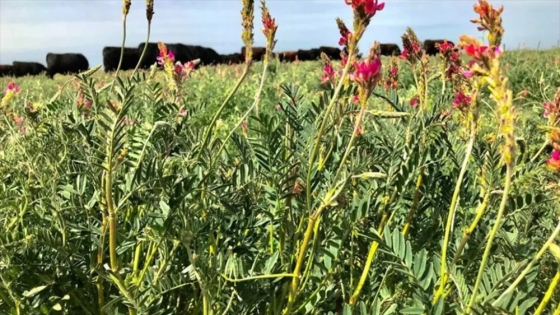 El INTA evalúa el potencial del sainfoin para diversificar las pasturas y mejorar la ganadería en el norte de la Patagonia