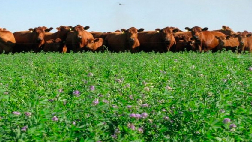 Los ganaderos invierten en animales e insumos