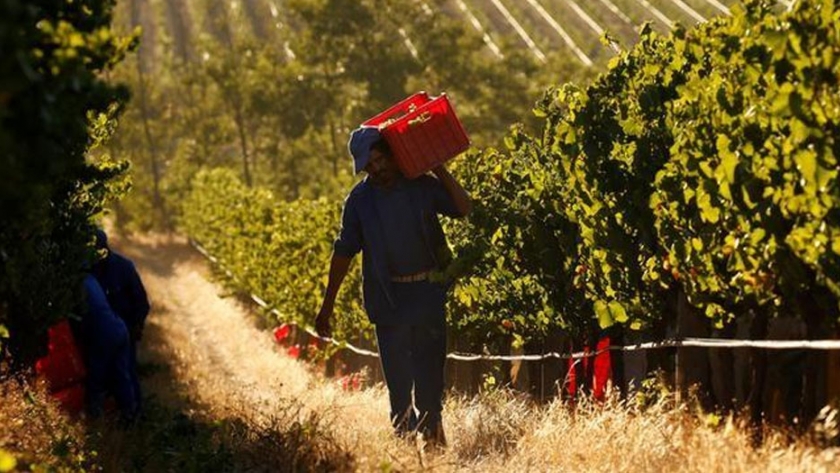 Sudáfrica cerró su vendimia 2020 con un 8,2% más de uva