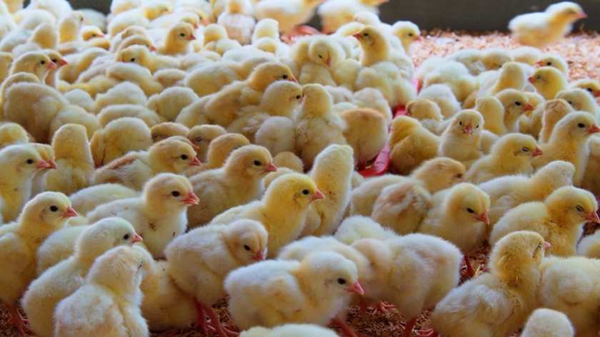 Alemania prohibirá el sacrificio de pollos machos a partir de 2022