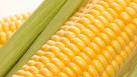 Biotecnología: el maíz sumó tres nuevos eventos en el país