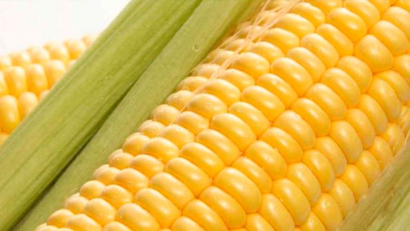 Biotecnología: el maíz sumó tres nuevos eventos en el país