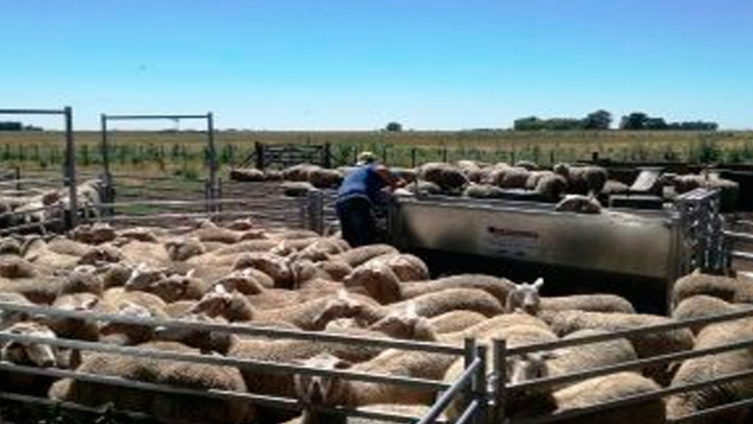 Con protocolos comienza la esquila en Chubut