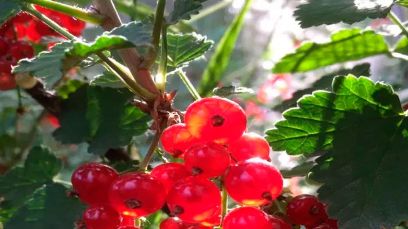 Por qué este artista plástico se dedica a producir frutas finas en Regina