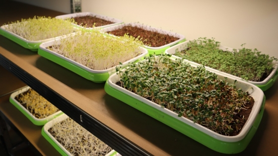 Desarrollan tres nuevas especies de microgreens para impulsar la industria hortalicera