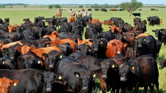 Ganadería 2026: los cuatro factores que hoy definen la rentabilidad del productor