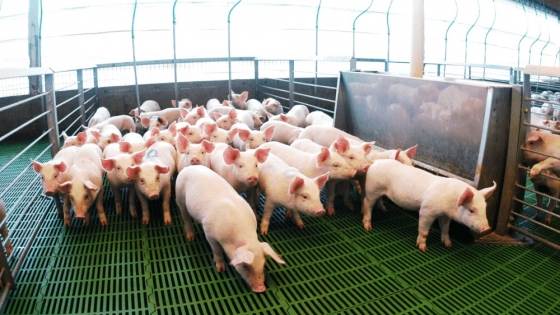 El boom del cerdo en Argentina: consumo, faena y exportaciones marcan cifras récord